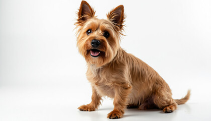Brown Long-Haired Dog Sitting on White Background