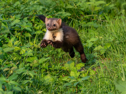 Faina (Martes foina)