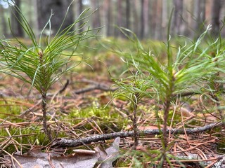 Young Pine Saplings Grow Among Moss and Fallen Leaves in a Tranquil Forest Setting During Daytime