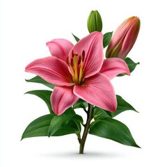 Fototapeta premium Pink Lily Flower with Buds and Green Leaves bloom blossom