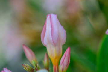 Pink Oleander Blossoms — Toxic Mediterranean Plant in Cyprus