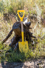 Shovel on background an uprooted tree stump in field.