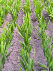 Young green gladiolus sprouts, planting gladiolus in rows.