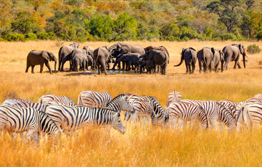 Amazing Zebras running across the African savannah - Amazing african elephants at sunset - African elephants standing near lake in Kruger National Park, South Africa