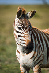 Naklejka premium Zebra in the Masai Mara