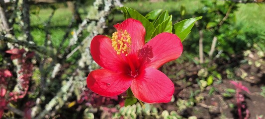 Naturaleza al rojo vivo