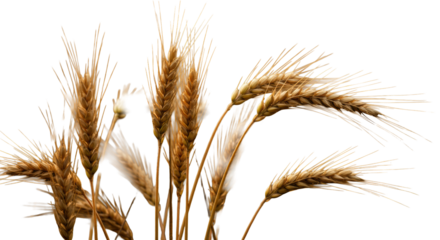 Golden, ripe wheat ears in sharp focus, vibrant and tall in a vast sun-kissed field with soft bokeh, high-key golden hour light, copy space, concept of natural abundance