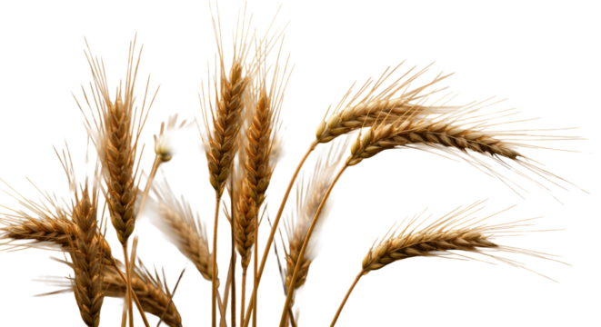 Golden, ripe wheat ears in sharp focus, vibrant and tall in a vast sun-kissed field with soft bokeh, high-key golden hour light, copy space, concept of natural abundance