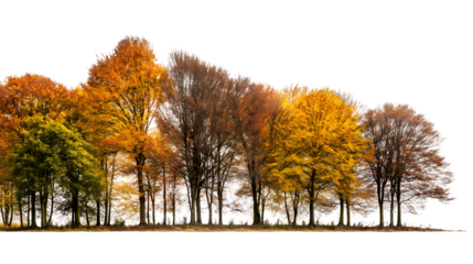 Colorful Autumn trees stand tall in season of fall isolated on white background