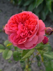 A branch of roses with beautiful orange blossoms against green leaves blooms in the garden.