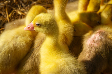 Close Up of Fluffy Yellow Goslings in Sunlight   Zbliżenie na puszyste młode, żółte gąski w świetle słonecznym  © Adrian White