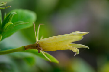 Young Hibiscus Flower Buds in Cyprus Garden