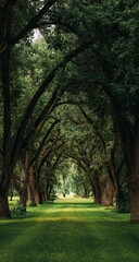 Fototapeta premium Lush green lawn path arched by tall, verdant trees creating a natural tunnel effect, leading to a sunlit distance