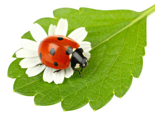 Fototapeta premium Red Ladybug Resting on Camomile Leaf Near Flower, Side Angle, Isolated on Transparent Background
