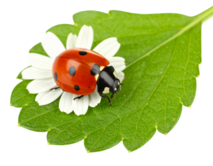 Red Ladybug Resting on Camomile Leaf Near Flower, Side Angle, Isolated on Transparent Background