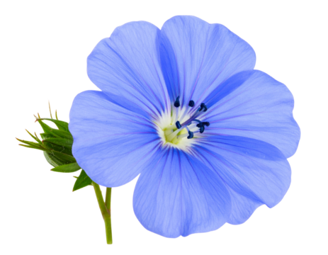 Side Profile of Blue Flower with Stem and Leaves, Isolated on Transparent Background (2) - Powered by Adobe