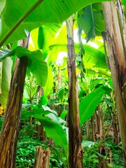 Obraz premium banana forest in georgia batumi tsikhisdziri