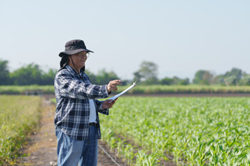 Corn farmers fly drones to check the growth of their crop.