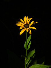 Golden Rudbeckia in a Dramatic Blackout