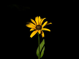 Golden Rudbeckia in a Dramatic Blackout