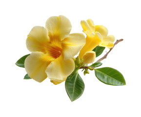 Obraz premium Blooming yellow flowers garden botanical nature, isolated on transparent background, png
