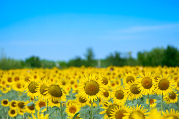 sunflower on clear sky on summrer time