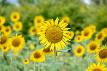 sunflower on clear sky on summrer time