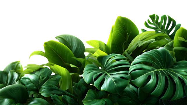 Dense tropical rainforest with lush green leaves isolated on transparent background