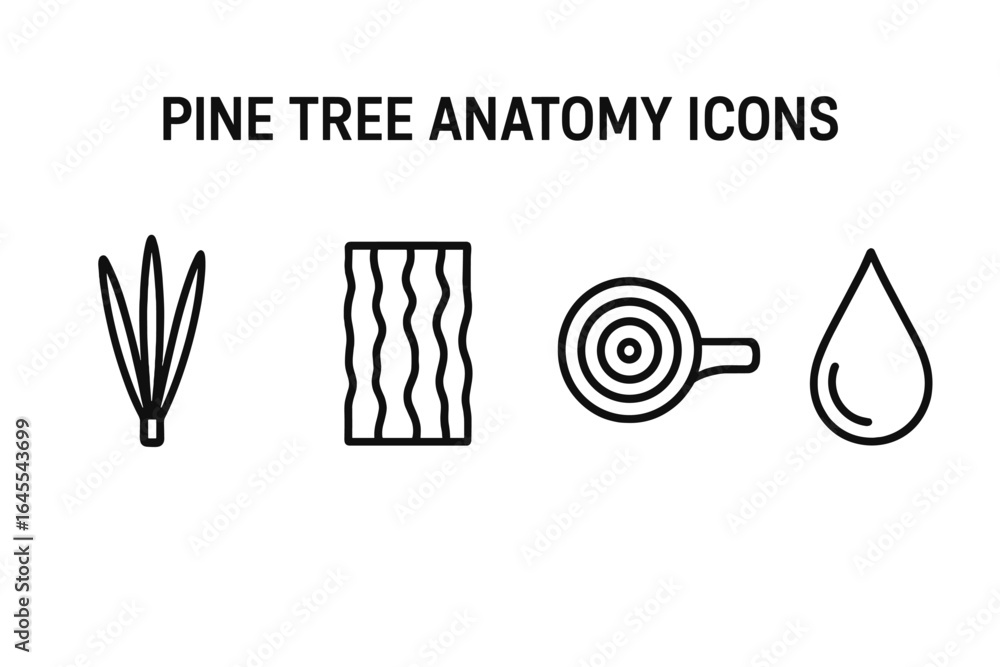 Poster pine tree anatomy outline icon set. conifer parts symbol collection for botany and forestry. vector 
