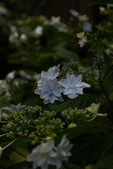 Hydrangea flowers in full bloom