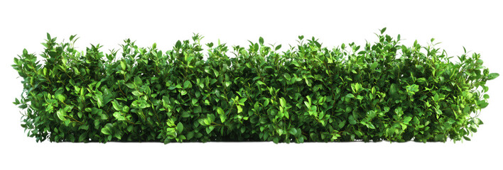 Green hedge isolated on transparent background