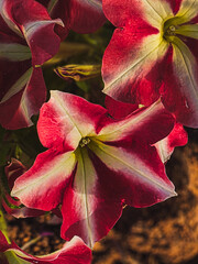 Vertical close-up of red and white PETUNIA HYBRIDA flower in sunlight

