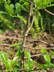 a Thorny Branch with Green Leaves