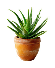Fototapeta premium Aloe vera plant in terracotta pot home botanical, isolated on transparent background, png
