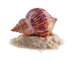 Captivating spiral shell on sandy beach nature, isolated on transparent background, png