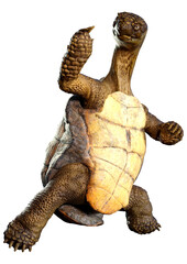 3D Rendering Sea Turtle on White
