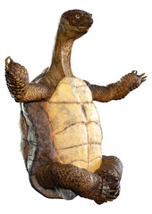 3D Rendering Sea Turtle on White