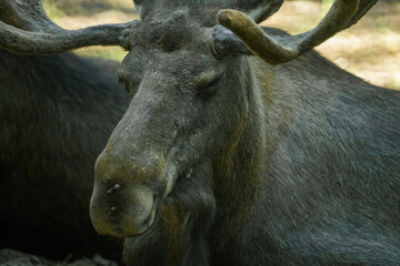 Close-Up Portrait of a Majestic Moose Displaying Its Distinctive Antlers and Natural Habitat with a...