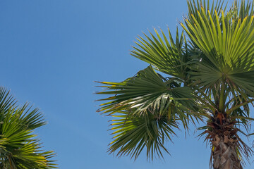 palm tree against blue sky