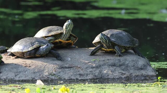 red ear slider turtles sunning themselves on a rock in a pond lake (prospect park brooklyn outdoor wildlife city urban reptile) reptiles close up nature telephoto photography moving resting creek