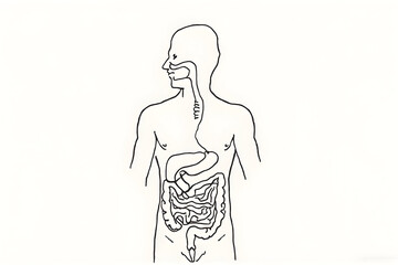 Fototapeta premium Human Digestive System Diagram in Black and White Line Art