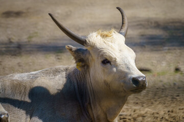 Close-Up of a Relaxed White Bull with Distinctive Curved Horns, Gazing Calmly at the Camera in a...