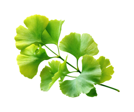 Ginkgo biloba leaf nature botanical fresh environment, isolated on transparent background, png