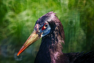 Stunning Close-Up of a Majestic Glossy Ibis with Iridescent Feathers and Striking Red Eyes Posing Elegantly Against a Blurred Green Background