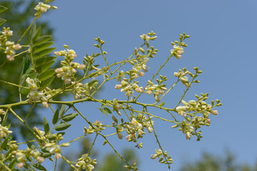isolated close-up of sophora japonica or Japanese pagoda stem with florals on a blue sky in summer