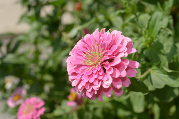 close-up of a double pink zinnia flower in bright sunlight in summer