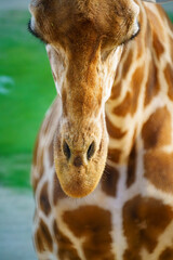 Close-Up View of a Giraffe's Face Showcasing Its Unique Spot Patterns and Long Neck with a Soft...