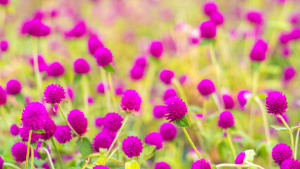 Obraz premium Field of Gomphrena Globosa with Stunning Purple Blooms