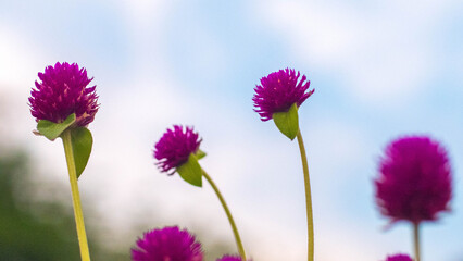 Obraz premium Colorful Purple Globe Amaranth Flowers Filling Peaceful Field