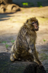 Fototapeta premium Profile of a Baboon Sitting Comfortably on a Log in a Natural Environment, Surrounded by Soft Greenery and Bathed in Warm Sunlight